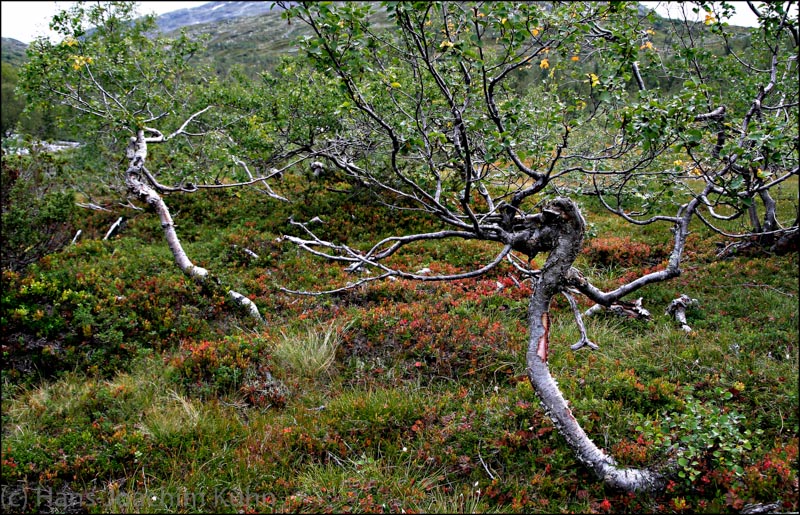 Hardangervidda (N, 2008)
