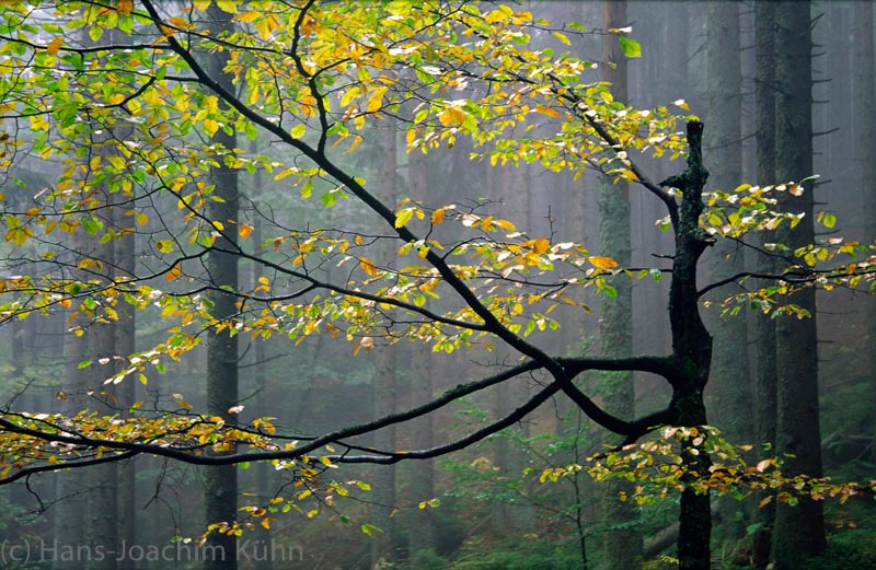 Bayerischer Wald (2005)