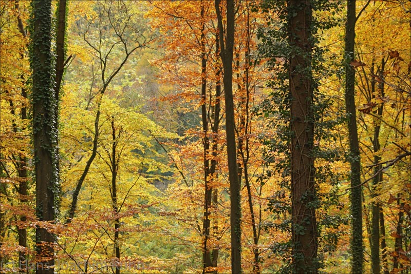 Herbst in der Schwäbischen Alp (2013)